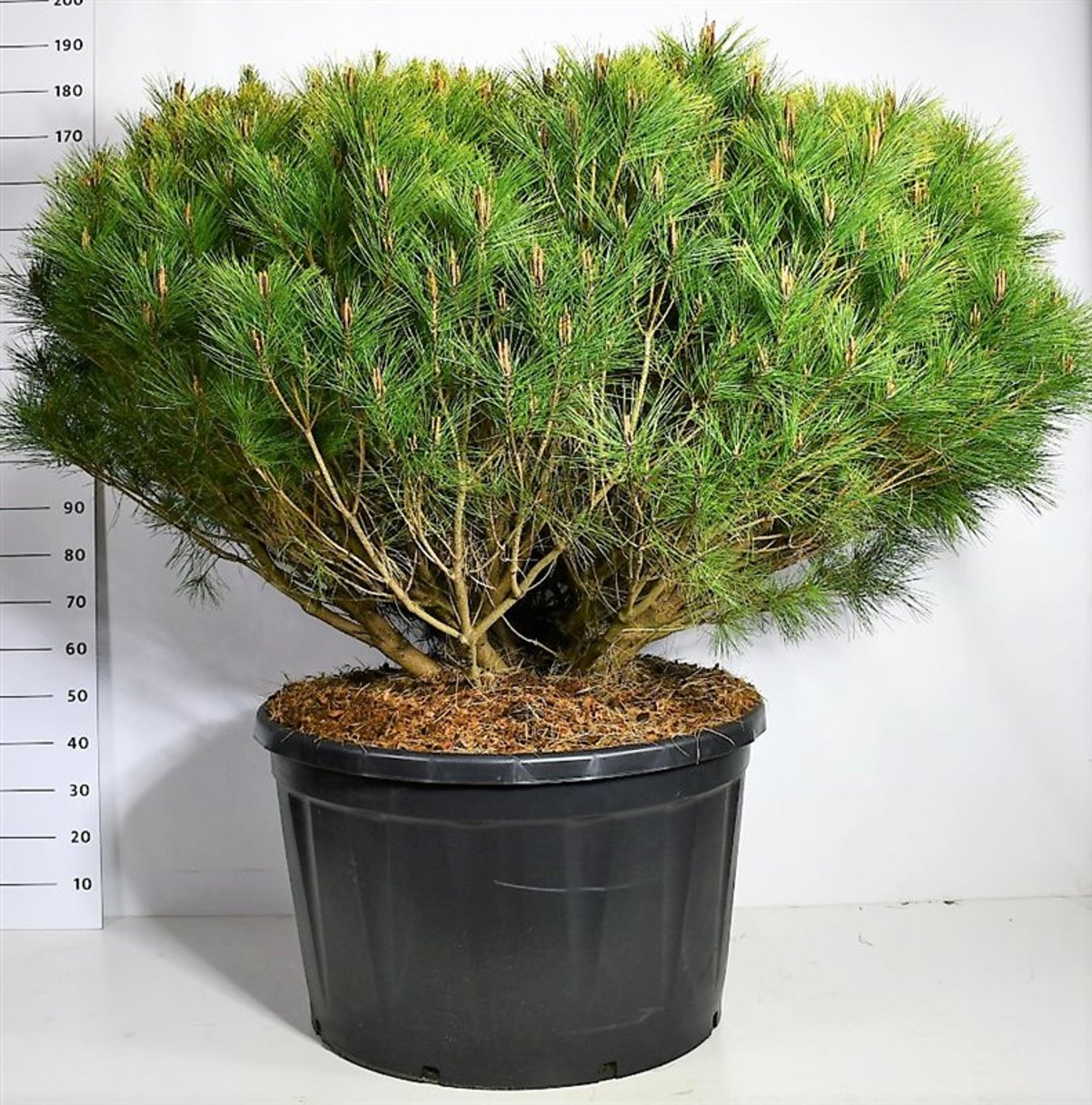 Pinus d. 'Alice Verkade' - C250 175-200 CM